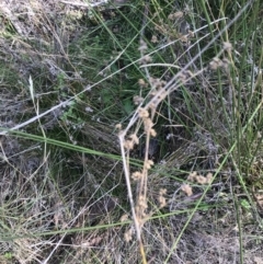 Juncus vaginatus at Paddys River, ACT - 19 Jun 2022 11:56 AM