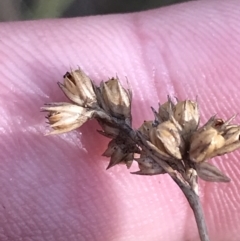 Juncus vaginatus at Paddys River, ACT - 19 Jun 2022 11:56 AM