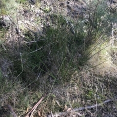 Juncus vaginatus at Paddys River, ACT - 19 Jun 2022 11:56 AM