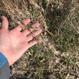 Themeda triandra at Paddys River, ACT - 19 Jun 2022 11:53 AM