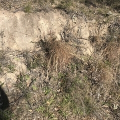 Themeda triandra at Paddys River, ACT - 19 Jun 2022 11:53 AM