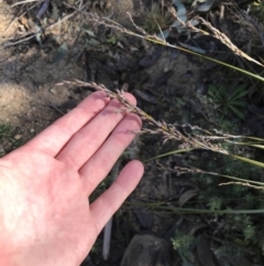 Lepidosperma laterale (Variable Sword Sedge) at Paddys River, ACT - 19 Jun 2022 by Tapirlord