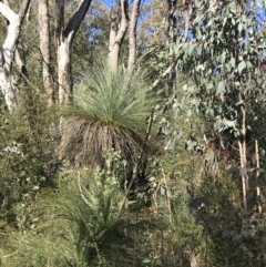 Xanthorrhoea glauca subsp. angustifolia (Grey Grass-tree) at Paddys River, ACT - 19 Jun 2022 by Tapirlord