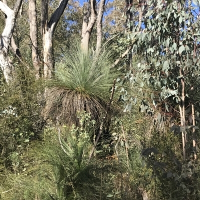 Xanthorrhoea glauca subsp. angustifolia (Grey Grass-tree) at Paddys River, ACT - 19 Jun 2022 by Tapirlord