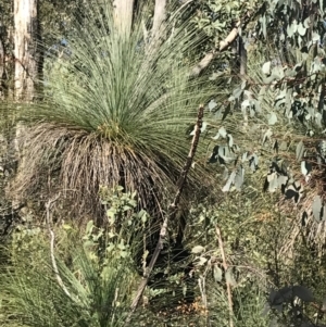 Xanthorrhoea glauca subsp. angustifolia at Paddys River, ACT - suppressed