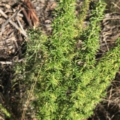 Cassinia aculeata subsp. aculeata (Dolly Bush, Common Cassinia, Dogwood) at Paddys River, ACT - 19 Jun 2022 by Tapirlord