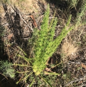 Cassinia aculeata subsp. aculeata at Paddys River, ACT - 19 Jun 2022