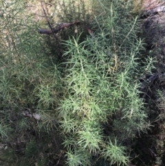 Cassinia longifolia (Shiny Cassinia, Cauliflower Bush) at Paddys River, ACT - 19 Jun 2022 by Tapirlord