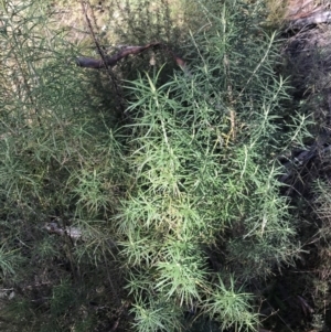 Cassinia longifolia at Paddys River, ACT - 19 Jun 2022 11:51 AM