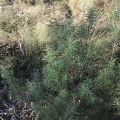 Cassinia longifolia at Paddys River, ACT - 19 Jun 2022 11:51 AM