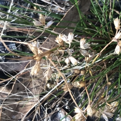 Juncus homalocaulis (A Rush) at Tidbinbilla Nature Reserve - 19 Jun 2022 by Tapirlord