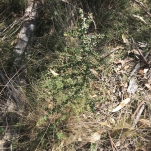 Bursaria spinosa at Paddys River, ACT - 19 Jun 2022