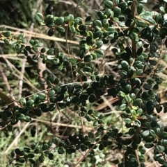 Bursaria spinosa at Paddys River, ACT - 19 Jun 2022 11:47 AM