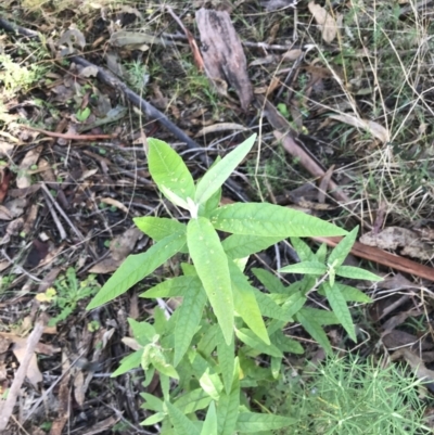 Olearia lirata (Snowy Daisybush) at Paddys River, ACT - 19 Jun 2022 by Tapirlord