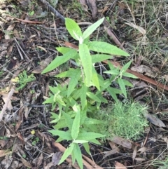 Olearia lirata at Paddys River, ACT - 19 Jun 2022 11:46 AM