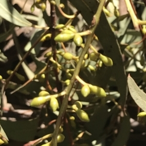 Eucalyptus dalrympleana subsp. dalrympleana at Paddys River, ACT - 19 Jun 2022