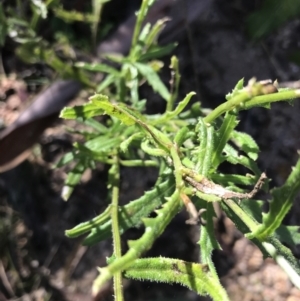 Senecio hispidulus at Paddys River, ACT - 19 Jun 2022