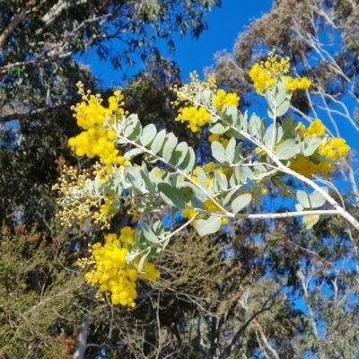 Acacia podalyriifolia (Queensland Silver Wattle) at Isaacs Ridge - 25 Jun 2022 by Mike