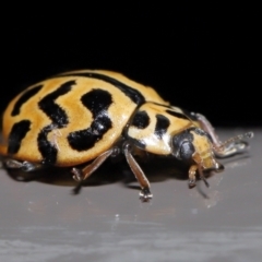 Cleobora mellyi (Southern Ladybird) at ANBG - 24 Jun 2022 by TimL