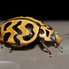 Cleobora mellyi at Acton, ACT - 24 Jun 2022