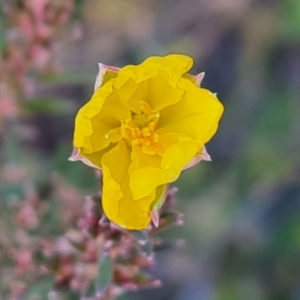 Hibbertia calycina at Isaacs, ACT - 25 Jun 2022