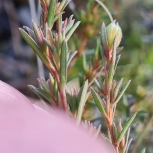 Hibbertia calycina at Isaacs, ACT - 25 Jun 2022