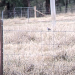 Stagonopleura guttata (Diamond Firetail) at Mullengandra, NSW - 24 Jun 2022 by Darcy