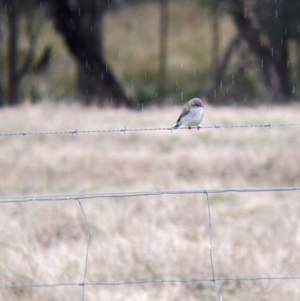 Microeca fascinans at Mullengandra, NSW - 24 Jun 2022