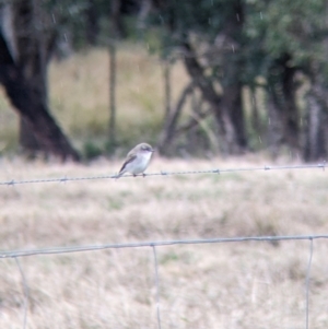 Microeca fascinans at Mullengandra, NSW - 24 Jun 2022