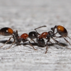 Chelaner kiliani (Kilian's ant) at ANBG - 24 Jun 2022 by TimL