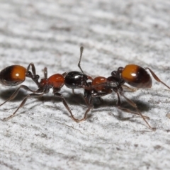 Chelaner kiliani at Acton, ACT - 24 Jun 2022 12:50 PM