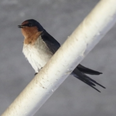 Hirundo neoxena (Welcome Swallow) at Latham, ACT - 25 Jun 2022 by AlisonMilton