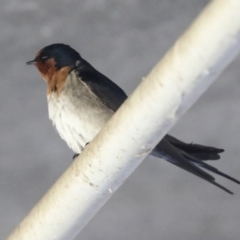 Hirundo neoxena at Latham, ACT - 25 Jun 2022