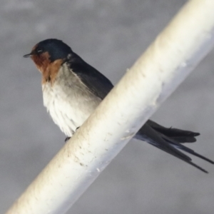 Hirundo neoxena at Latham, ACT - 25 Jun 2022