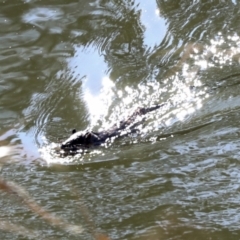 Hydromys chrysogaster (Rakali or Water Rat) at Latham, ACT - 25 Jun 2022 by AlisonMilton