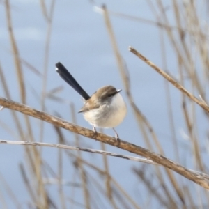 Malurus cyaneus at Latham, ACT - 25 Jun 2022