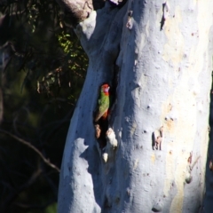 Platycercus elegans (Crimson Rosella) at Acton, ACT - 25 Jun 2022 by MB