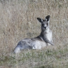 Macropus giganteus (Eastern Grey Kangaroo) at Latham, ACT - 25 Jun 2022 by AlisonMilton
