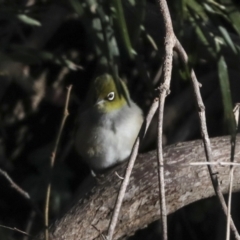 Zosterops lateralis (Silvereye) at Melba, ACT - 25 Jun 2022 by AlisonMilton