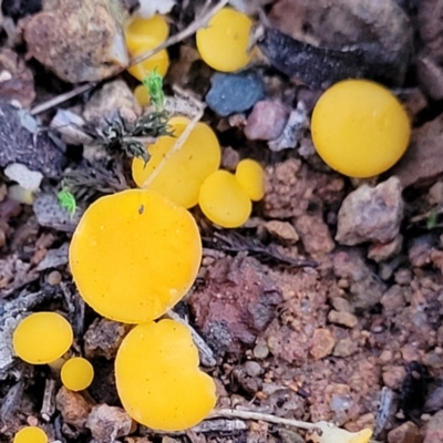 Phaeohelotium (Discinella terrestris aggregate) at Coree, ACT - 25 Jun 2022 by trevorpreston