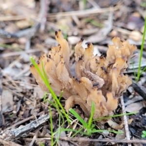 Clavulina sp. at Woodstock Nature Reserve - 25 Jun 2022 04:35 PM