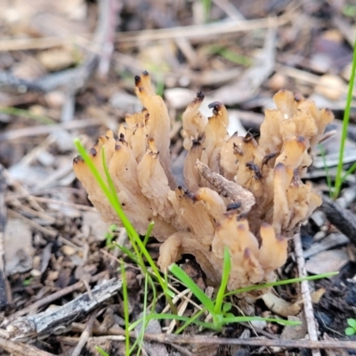 Clavulina sp. (A coral fungus) at Woodstock Nature Reserve - 25 Jun 2022 by trevorpreston