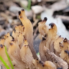 Clavulina sp. at Woodstock Nature Reserve - 25 Jun 2022 04:35 PM