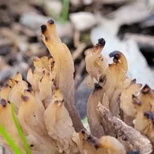 Clavulina sp. at Woodstock Nature Reserve - 25 Jun 2022 04:35 PM