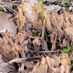 Clavulina sp. at Woodstock Nature Reserve - 25 Jun 2022 04:35 PM