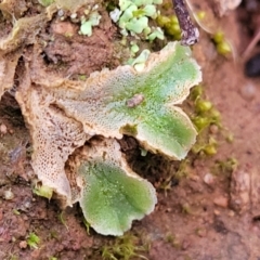 Riccia sp. (genus) (Liverwort) at Woodstock Nature Reserve - 25 Jun 2022 by trevorpreston