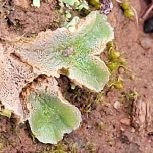 Riccia sp. (genus) at Coree, ACT - 25 Jun 2022