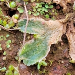 Riccia sp. (genus) at Coree, ACT - 25 Jun 2022