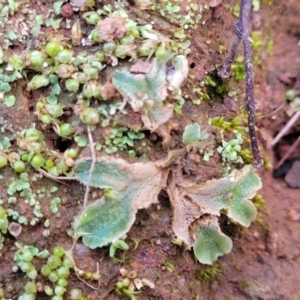 Riccia sp. (genus) at Coree, ACT - 25 Jun 2022