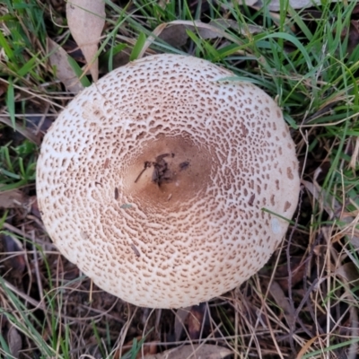 Macrolepiota clelandii (Macrolepiota clelandii) at Coree, ACT - 25 Jun 2022 by trevorpreston